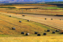 ��ɫ��ũ��Ͳ���