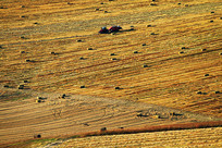 ��ɫ��ũ���ղݵ��ո��