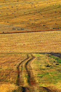 ��ɫ����Ұ���ѵĳ��� 