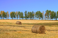 ��ɫũ�������