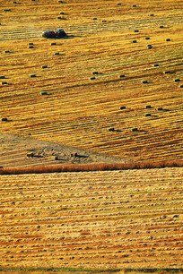 ũ���ղݵ��ո��