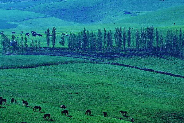 �����ֵ���