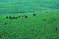 ��ɢ����