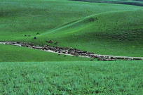 ��ԭ�ϵ���Ⱥ