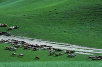 ������ ��Ⱥ