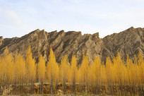 ��ɫ�����ֺ���Ҵ��ϼ��ò