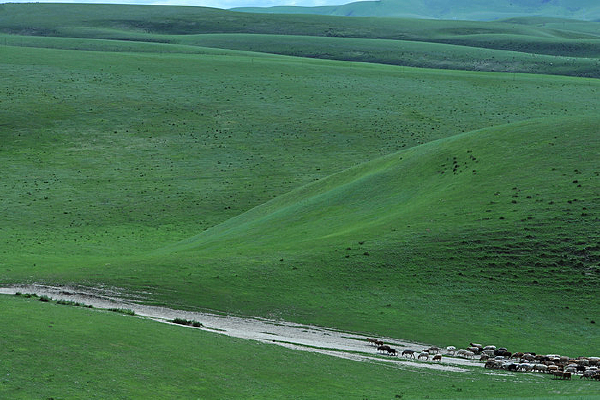 ��Ⱥ����