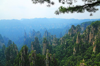 �żҽ����ɭ�ֹ�԰ 