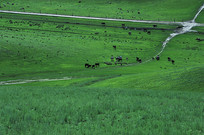 ��ɫ����