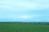 ��ԭ����