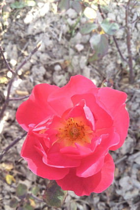 ����ʢ����õ�廨