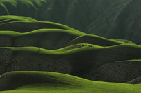 �����ԭȫ��