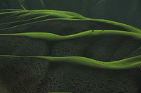 �����ԭ����