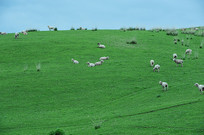 ɽ������Ⱥ