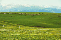 ��ɽ����