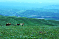 ��ɽ����