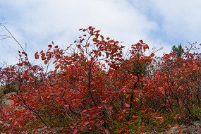 �������ɽ��Ҷ
