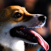 С����ͷ����д