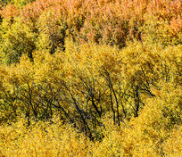 ��ɫ����