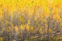 ��ɫ������