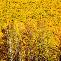 ��ɫ��������