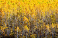 ������ɫ