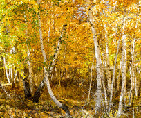 ǳ�������