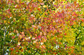 ������Ҷ