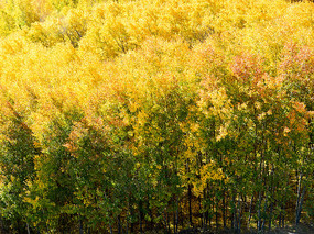 ������ɫ