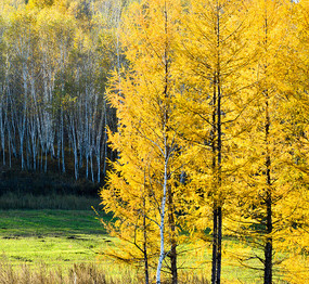 ������ɫ