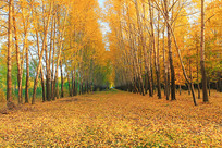 �����Ʈ��Ľ�ɫ��Ҷ 