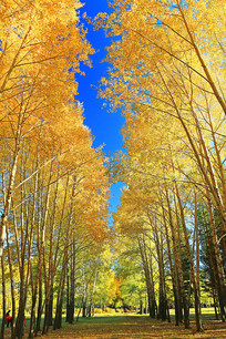 �������ֲ��õ���ɫ