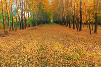 ��������С·��Ҷ 