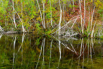 ������Ӱ