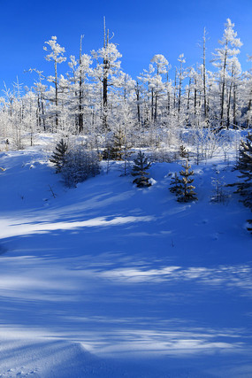 ���˰����ֺ�ѩԭ