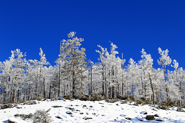 ���˰�ѩ������