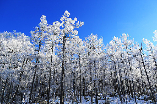 �ֺ�ѩԭѩ��