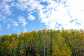 ��ɫ����