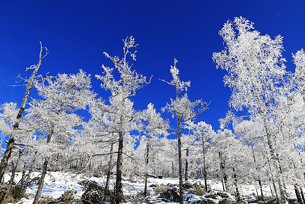 ɭ�ֶ�����ѩ���