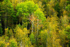 ������ɫ