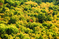 ������ɫ