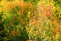 ����＾����