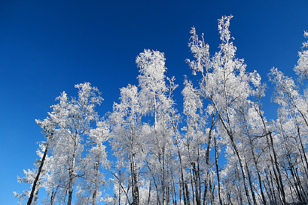 ѩ�ֶ������