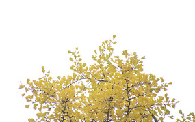 ��ɫ����