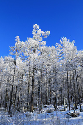 �ֺ�ѩԭ���