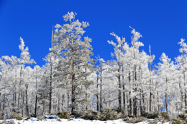 �ֺ�ѩԭѩ����ڡ 