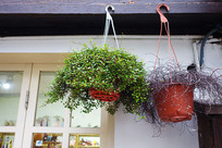 ��ֲ ����