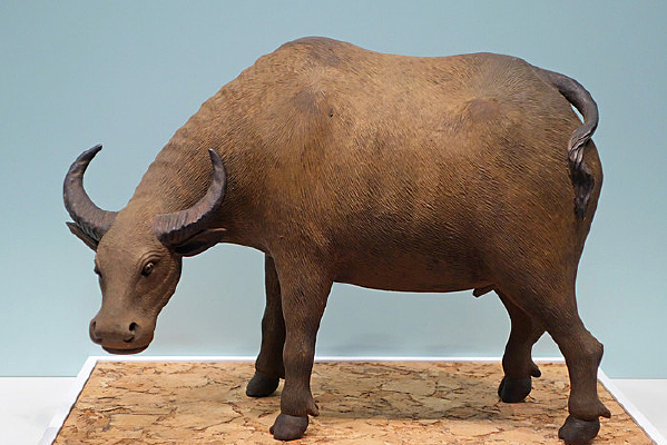 �������̥ˮţ 