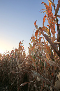 ��������׵� 