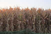 �����е����׵�